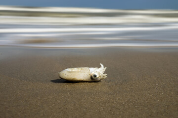 The dead squid on the beach