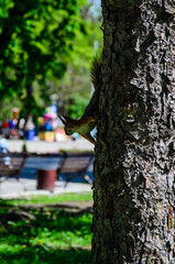 Squirrel on a tree in city park