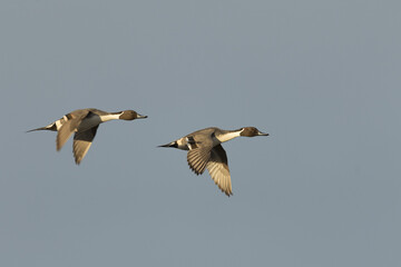 Northern Pintails In Flight