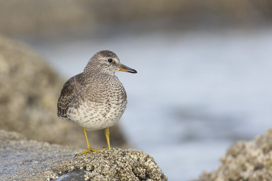 Surfbird