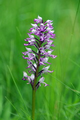 Helmknabenkraut