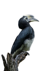 Oriental pied hornbill.