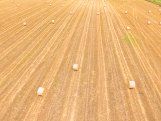 Aerial view bale hay on a corn farm after harvest in Austin, Texas, US. Golden rural landscape. Agriculture background. Hay used as animal fodder for grazing animals as cattle, horses, goats,  sheep.
