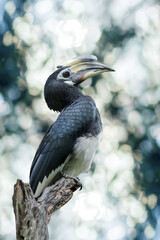 Oriental pied hornbill.