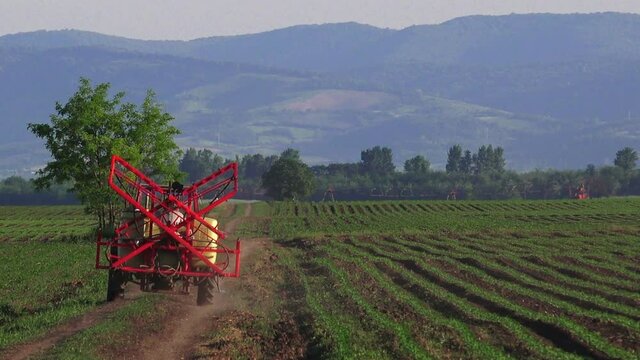 Crop sprayer and tractor in corn maize field, crop protection activity - spraying herbicide to eliminate weed plants from cultivated ground