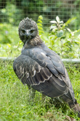 Close up of a Changeable Hawk-Eagle