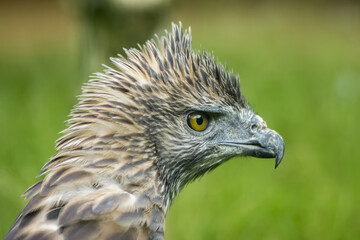 Close up head of a Changeable Hawk-Eagle