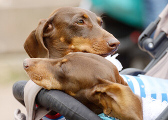 The Dachshund is a hunting dog.