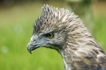Close up head of a Changeable Hawk-Eagle