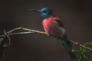 Obraz premium Bird sitting on a branch