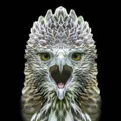Close up head of a Changeable Hawk-Eagle