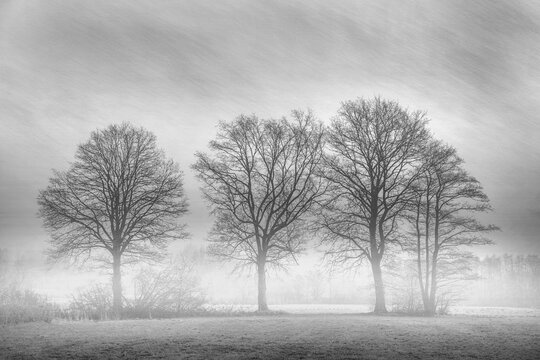 A group of trees with picturesque effect black and white