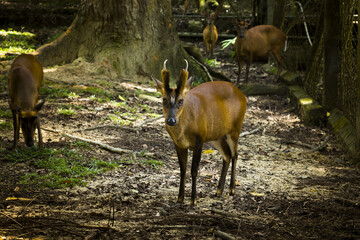 Muntiacus muntjak or fea's barking deer.