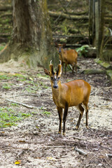 Muntiacus muntjak or fea's barking deer.