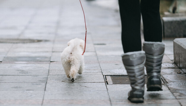 Beautiful and adorable puppy of white dwarf poodle proudly walking on the street. Outdoor photo.