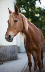 Obraz premium Beautiful red horse portrait 