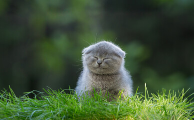 Scottish folded smoky little kitten on the lawn