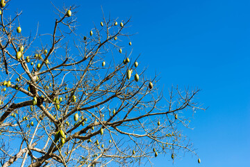  Fruits on the tree