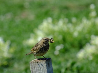 Meadow pipit with food for its young