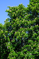 Fototapeta na wymiar Blossoming chestnut tree