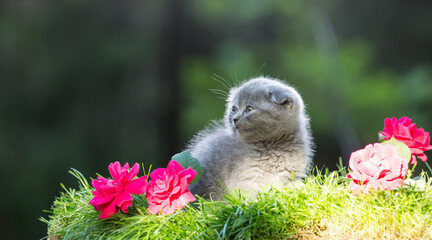 Fototapeta premium Little blue kitten on a flower lawn