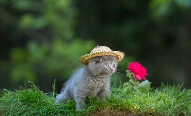 Scottish fold, blue kitten, cat in hat, lawn