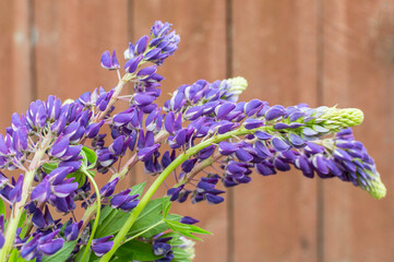 purple wildflowers bells