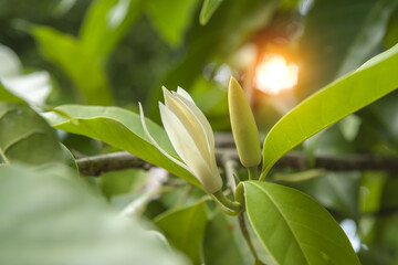 White Champaka are blooming on tree.