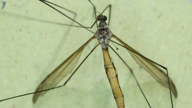 Insect analysis in a lab close up
