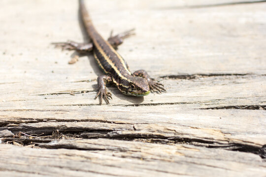 Small lizard outside, resting in piece of wood.