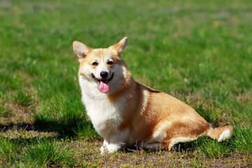 Welsh Corgi Pembroke
