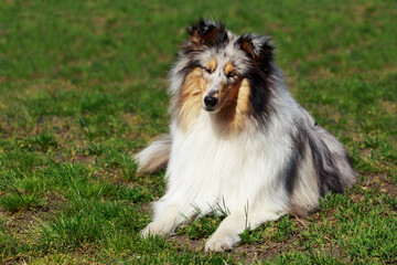 dog breed Sheltie