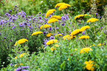 New England Astors and Coronation Gold Yarrow