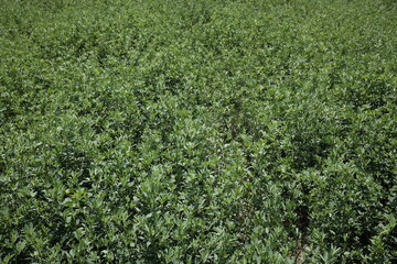 Fototapeta na wymiar alfalfa cultivation