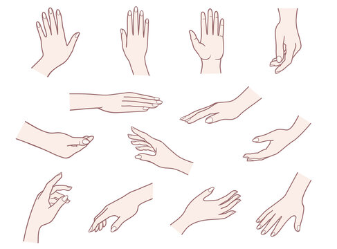 Hand collection. Vector illustrations pack of woman hands in various gestures.