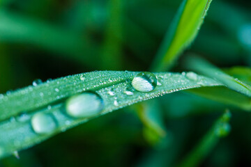 Naklejka premium .Macro shot of dew grass