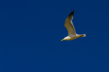 An American herring gull flying against a dark blue sky at Grand Haven, Michigan