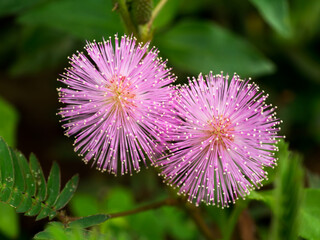 Sensitive flower. (mimosa pudica)