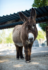 Donkey portrait