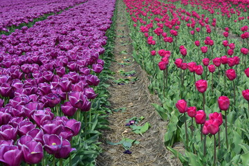 Purple tulips in a tulip field in Holland