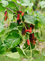 Fresh organic mulberry.