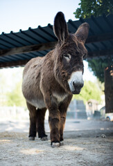 Donkey portrait