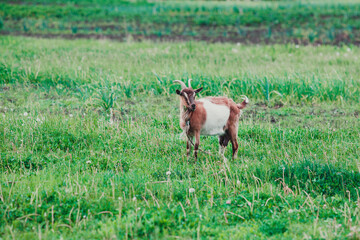 .A goat grazes on a meadow in the sun