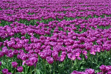 Crédence de cuisine en verre imprimé Tulipe Tulipes violettes dans un champ de tulipes en Hollande