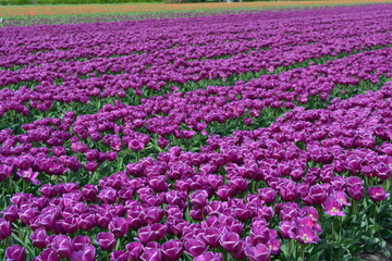 Purple tulips in a tulip field in Holland