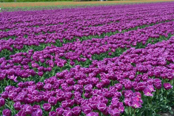 Crédence de cuisine en verre imprimé Tulipe Purple tulips in a tulip field in Holland