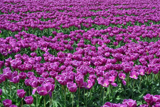 Purple tulips in a tulip field in Holland Stock Photo | Adobe Stock