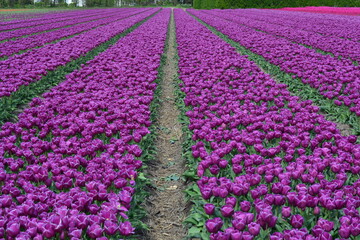 Purple tulips in a tulip field in Holland