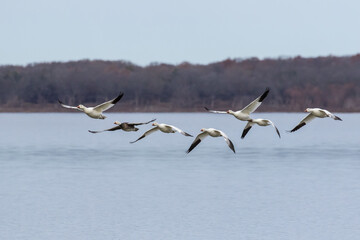 Snow geese flying over a lake