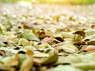 Dry leaves of the rain tree For use as fertilizer.